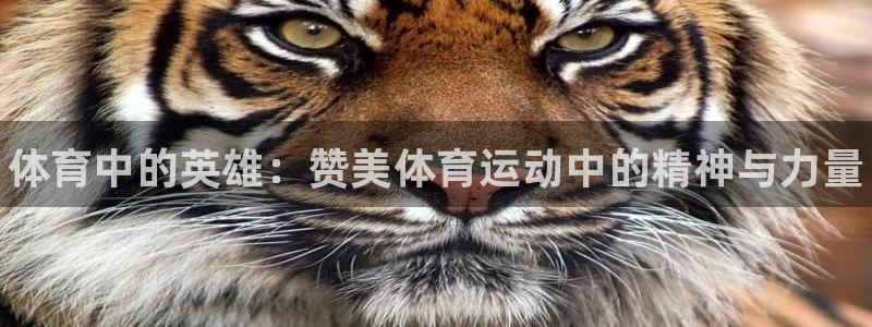 J9官方正版app娱乐代理怎么样：体育中的英雄：赞美